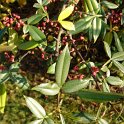 Xanthoxyllum planispinum 'Alatum'
